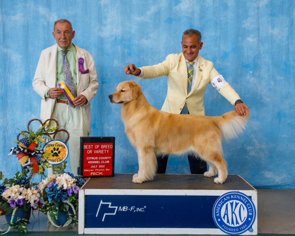 Learn more about buying a dog Dreamers Golden